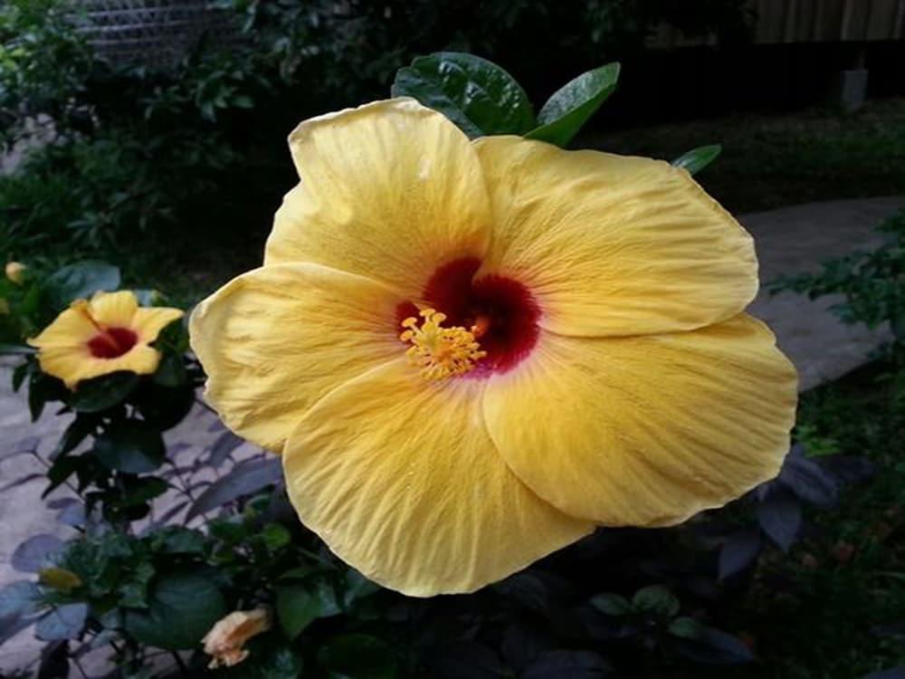 Bird Of Paradise Bungalows Kep Eksteriør billede